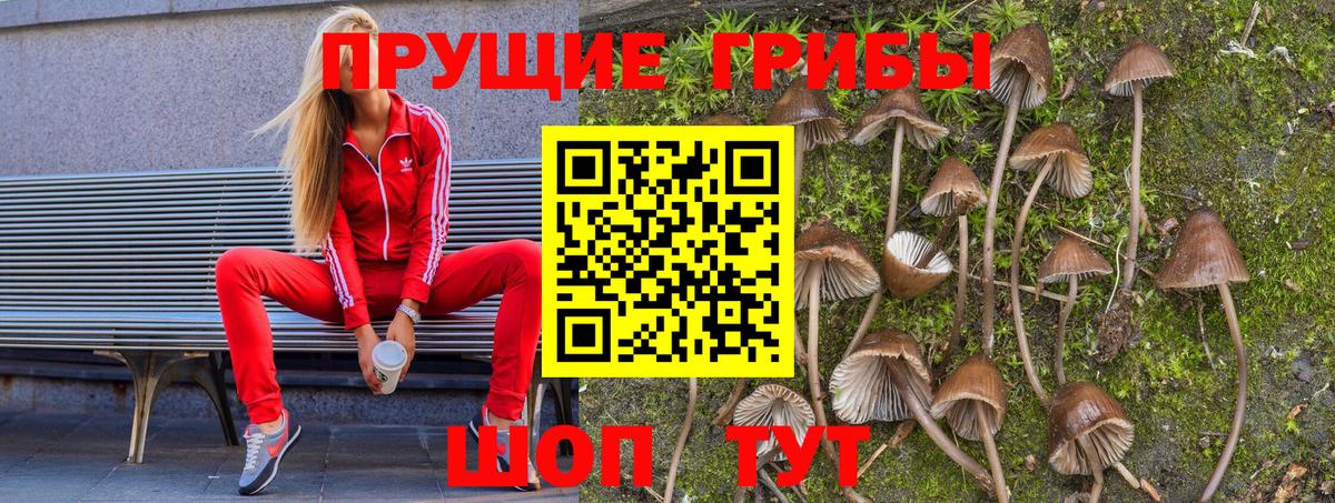 Псилоцибиновые грибы Psilocybine cubensis Курчалой